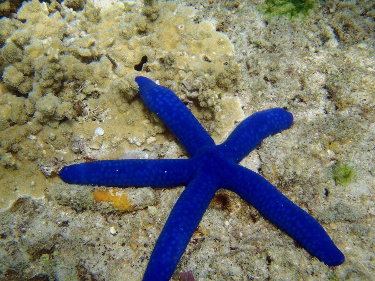 Barefoot Manta Island Resort Drawaqa Island Eksteriør billede